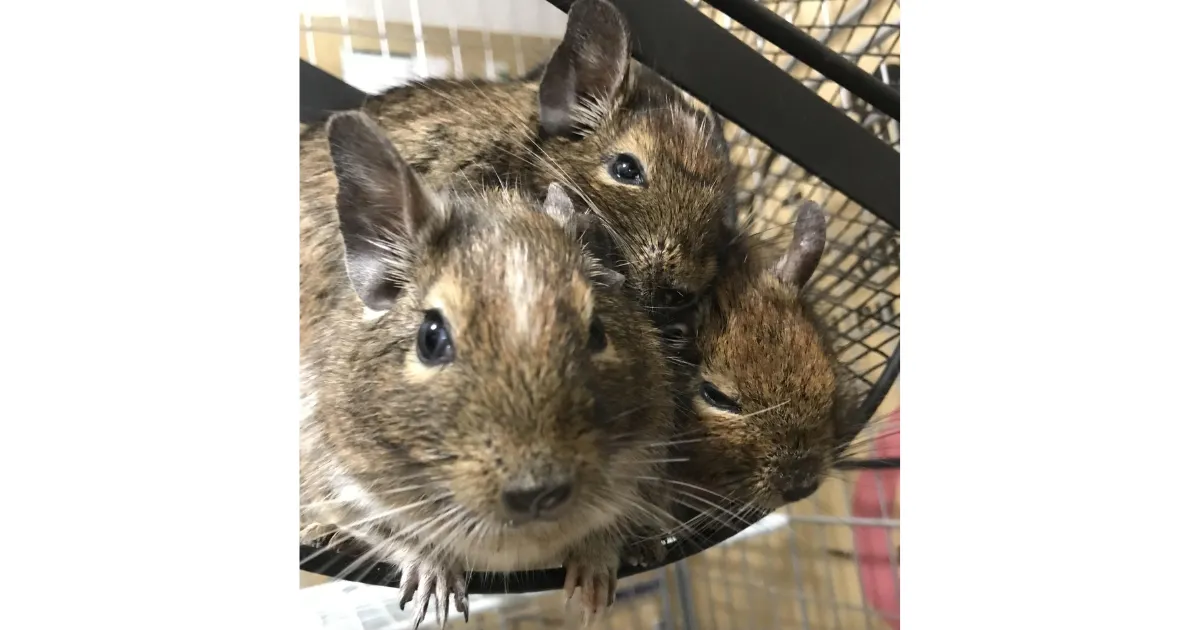 ケージの中で寄り添ってこちらを見つめる3匹の愛らしいデグー